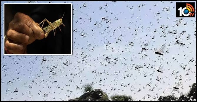 locusts are coming close to the telangana