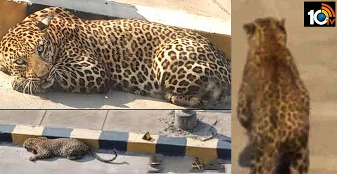 operation cheetah, leopard escapes