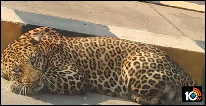 operation chirutha, plan b to caught leopard