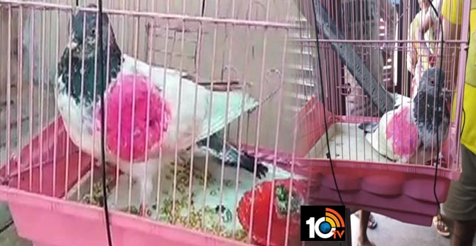 Pakistani 'spy' pigeon carrying coded message captured