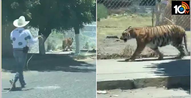 Men Run After Escaped Tiger, Throw Lasso To Capture It In Bizarre Video