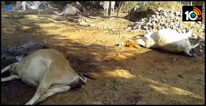 visakha lg polymers chemical gas leak incident, animals die