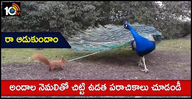 రా ఆడుకుందాం : అందాల నెమలితో చిట్టి ఉడుత పరాచికాలు చూడండీ.. రా ఆడుకుందాం : అందాల నెమలితో చిట్టి ఉడుత పరాచికాలు చూడండీ..