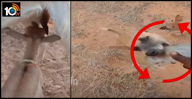 గొర్రెల కాపరి కొంపముంచిన టిక్ టాక్ గొర్రెల కాపరి కొంపముంచిన టిక్ టాక్