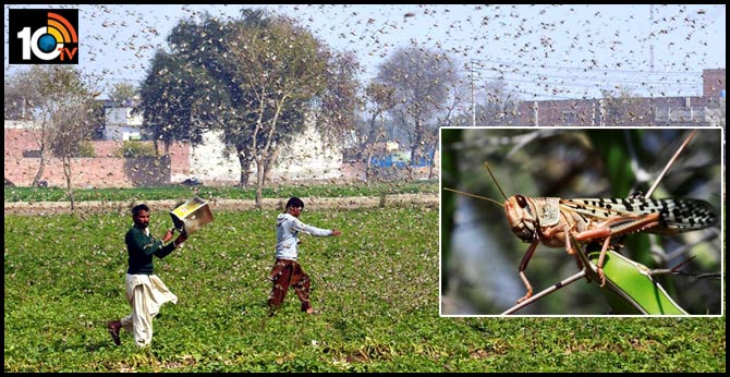 మిడుతల దండుతో ఎంత నష్టం ఉండొచ్చు.. ఈ 10 పాయింట్లు తప్పక తెలుసుకోండి మిడుతల దండుతో ఎంత నష్టం ఉండొచ్చు.. ఈ 10 పాయింట్లు తప్పక తెలుసుకోండి