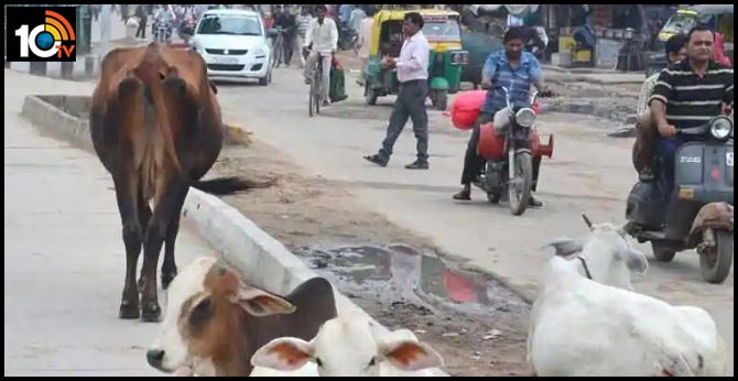 Miscreants kidnap pregnant cows in Mumbai by stuffing them in Innova, police register FIR