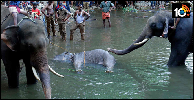 kerala elephant death case investigation under way, focus on three suspects