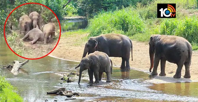 After Kerala, 2 Elephants Die in Chhattisgarh, Herd Mourns Loss By Gathering Around the Body