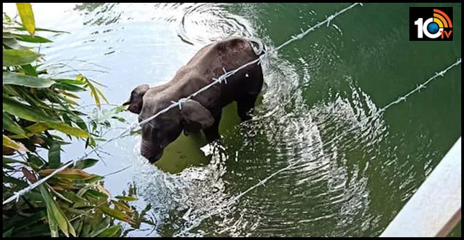 Kerala elephant death: Police say cracker-stuffed coconut used