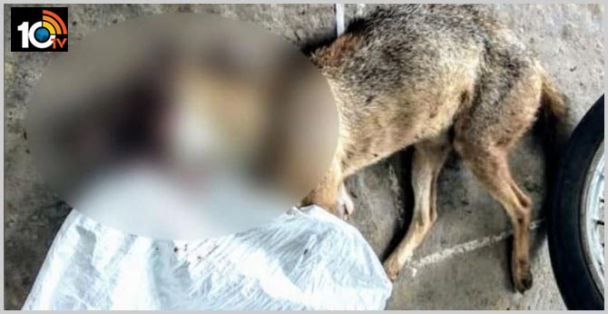 12 Narikuravars held for killing jackal by stuffing explosive inside meat
