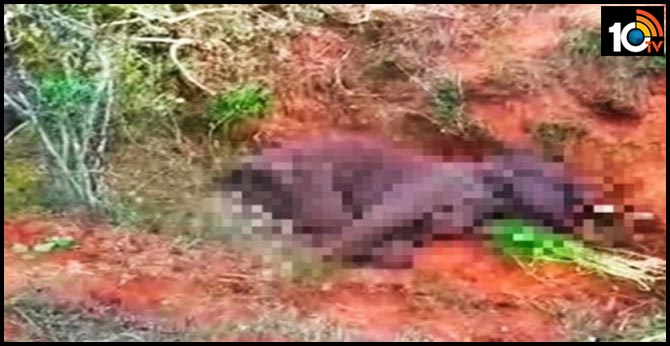 12 year old male elephant died in tamilnadu