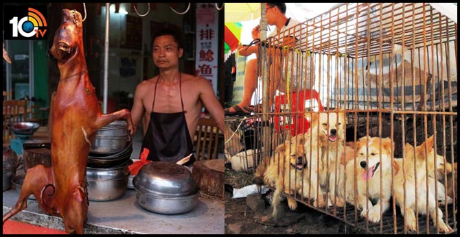 Breeding ground for a pandemic': Dog meat still on sale in China