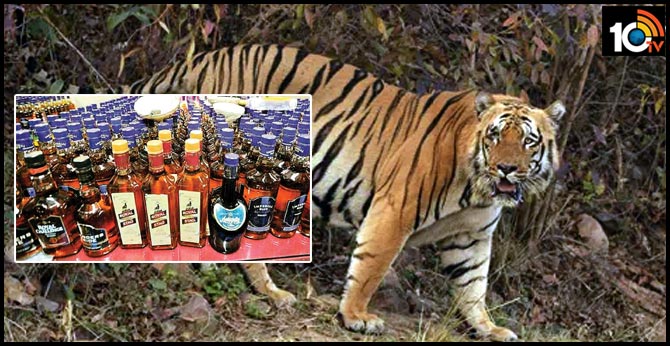 Accused killed tigress, cubs to continue illicit liquor business without fear: Forest dept