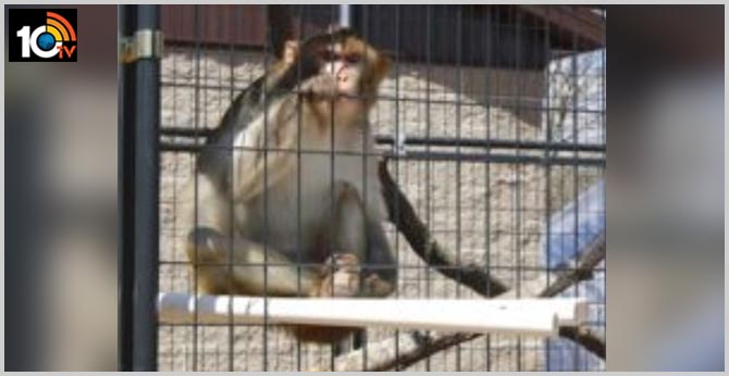monkey lifetime jail in uttar pradesh