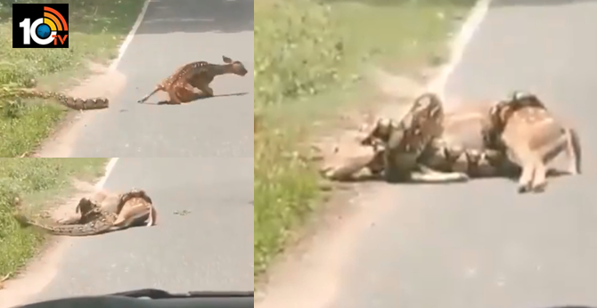 man intervenes tries to save deer about to be eaten by snake