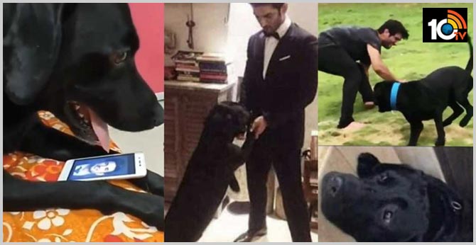 Actor sushant pet dog very emotion after death