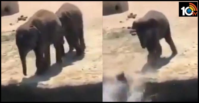 Mischievous baby elephant pushes friend in water.. Just like humans, says Twitter