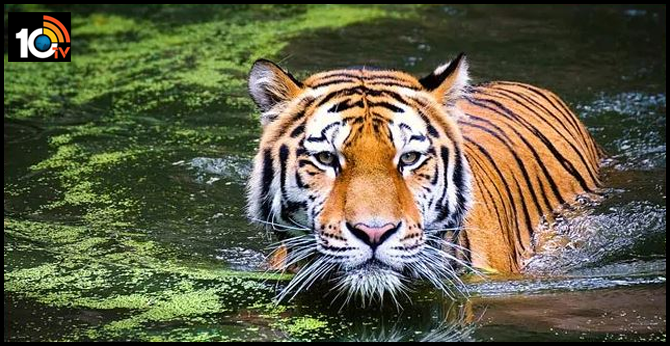 RTI Application Reveals India Lost 750 Tigers In Last 8 Years
