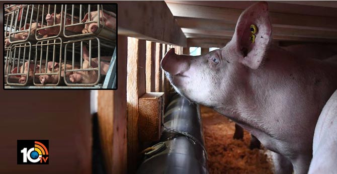 Booming Airline Business: Flying Pigs To China In 747 Jumbo Jets 