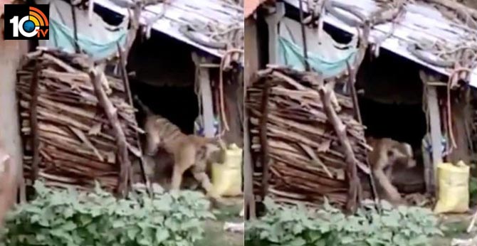Chilling video of a scared tiger running away from humans goes viral