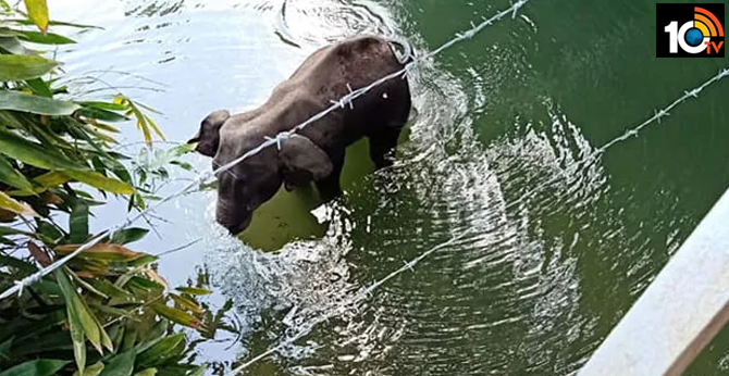 'Not in Indian Culture': Amid Outrage, Javadekar Orders Investigation into Kerala Elephant's Death