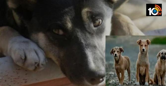 Odisha man Furious over his goat being bitten by dog, poisons more than 40 strays to avenge