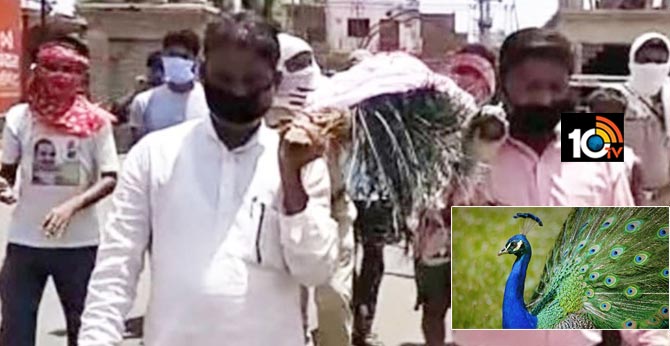 Rajasthan forest officer peacock last rites