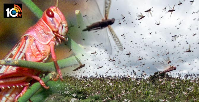 తెలంగాణకు మళ్లీ మిడతల దండు ముప్పు, అప్రమత్తంగా ఉండాలని అధికారులకు సీఎం కేసీఆర్ ఆదేశం