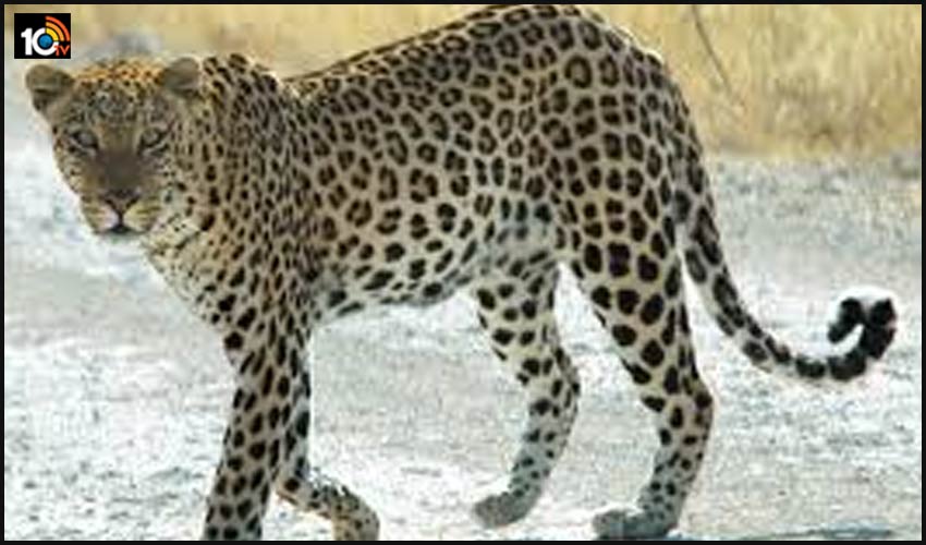 Leopard Wandering Around Rajendranagar Agriculture University 3011