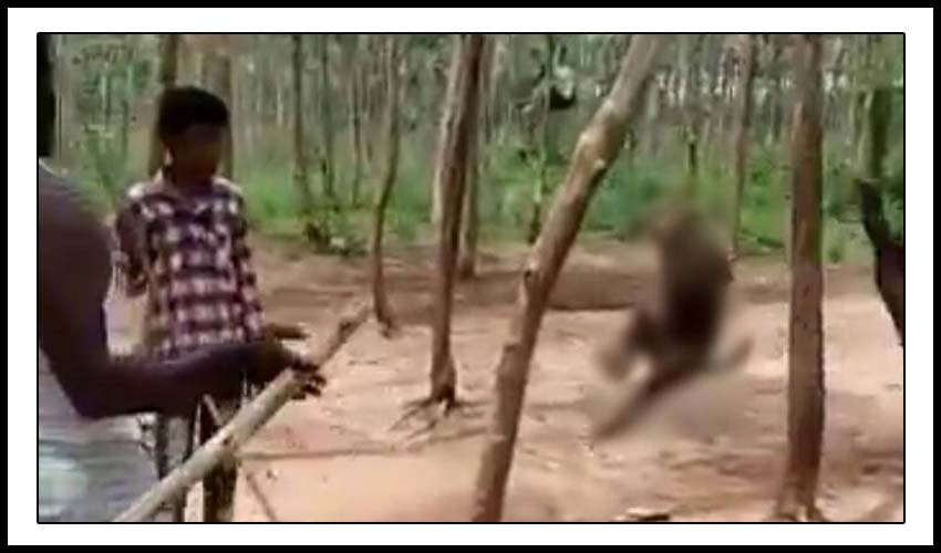 Monkey Hanged From Tree As Locals Cheer In Khammam 3 Held Arrested In Khammam Telangana