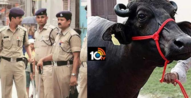 my very dear buffalo needs me Madhyapradesh cops leave application