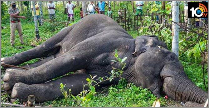 one more elephant incident in kerala  Kollam District