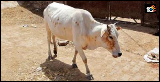 Pregnant cow's jaw blown off by explosive in Himachal, owner blames neighbour; probe on