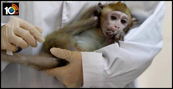 pune niv gets 30 monkeys for cinical test of corona vaccine In maharashtra