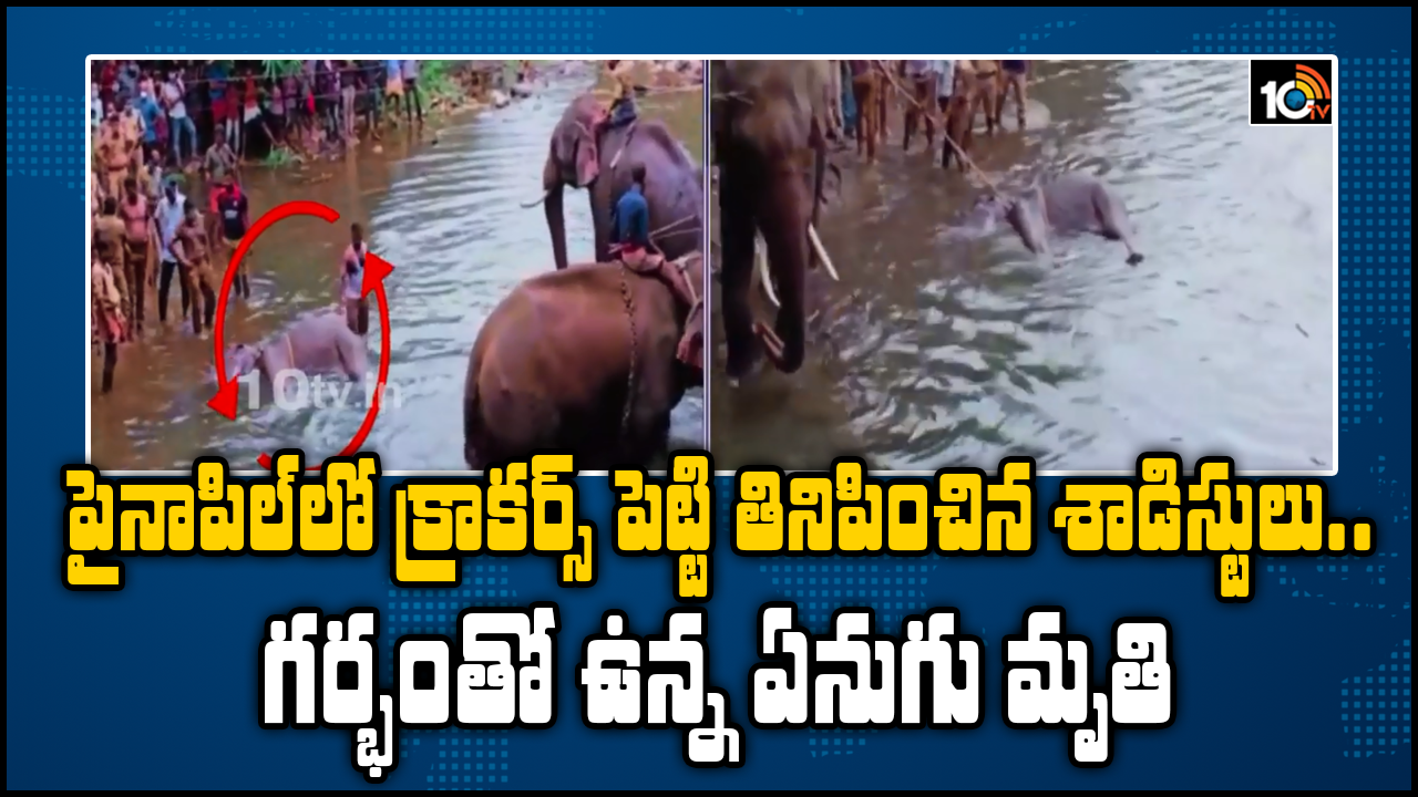 పైనాపిల్‌లో క్రాకర్స్‌ పెట్టి తినిపించిన శాడిస్టులు..గర్భంతో ఉన్న ఏనుగు మృతి