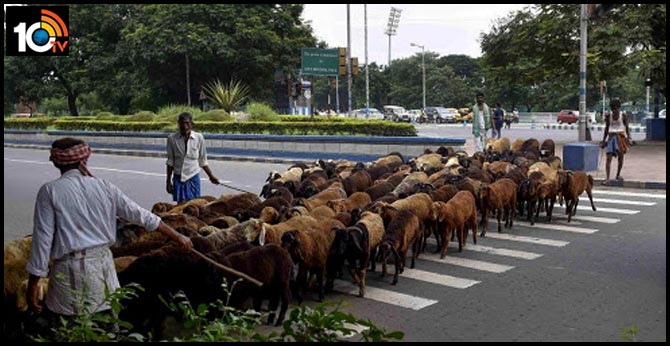 గొర్రెల కాపరికి కరోనా.. క్వారంటైన్‌కు మేకలు, గొర్రెలు