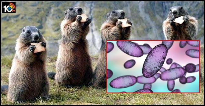 China issues bubonic plague alert, forbids eating risky animals