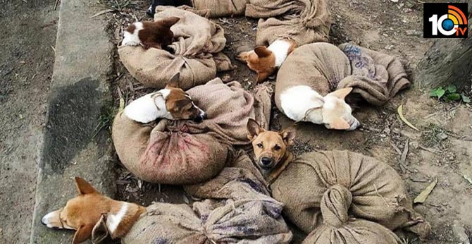 Nagaland Bans Dog Meat