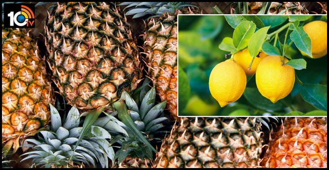 Tripura CM to Provide Free Pineapple and Lemon Juice to Boost Immunity