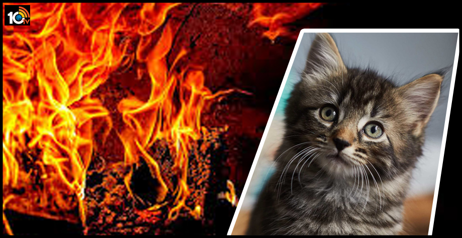 cat-fire