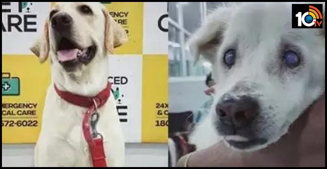 కిడ్నీ సమస్యలతో ఉన్న కుక్కకు రక్తదానం చేసిన మరో కుక్క కిడ్నీ సమస్యలతో ఉన్న కుక్కకు రక్తదానం చేసిన మరో కుక్క