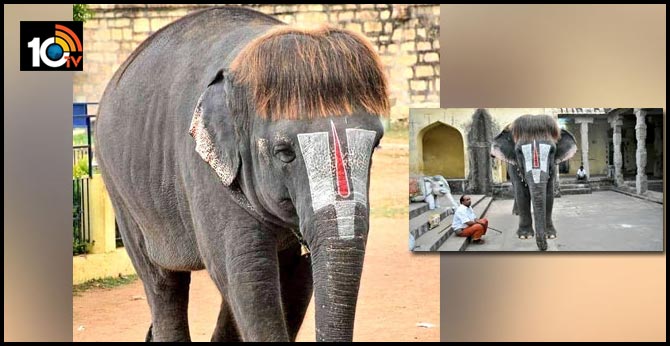 హెయిర్ స్టైల్ తో ఫోజులు కొడుతున్న ఏనుగు : ఆహా..ఏమి స్టైల్ గజరాజా..అంటున్న నెటిజన్స్ హెయిర్ స్టైల్ తో ఫోజులు కొడుతున్న ఏనుగు : ఆహా..ఏమి స్టైల్ గజరాజా..అంటున్న నెటిజన్స్