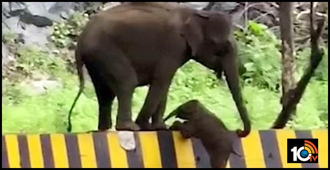 Mother uses trunk to help baby elephant climb barrier in Kerala