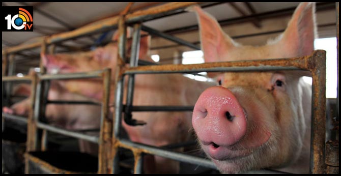 4 reasons not to worry about that ‘new’ swine flu in the news