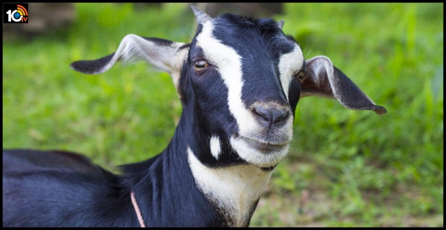 goat-arrested-for-not-wearing-mask1
