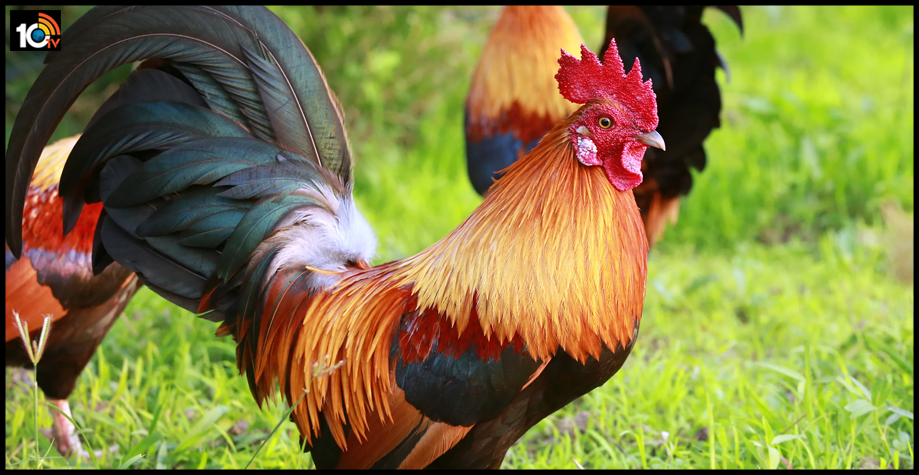 huge-demand-for-country-chicken-in-hyderabad