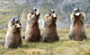 China issues bubonic plague alert, forbids eating risky animals