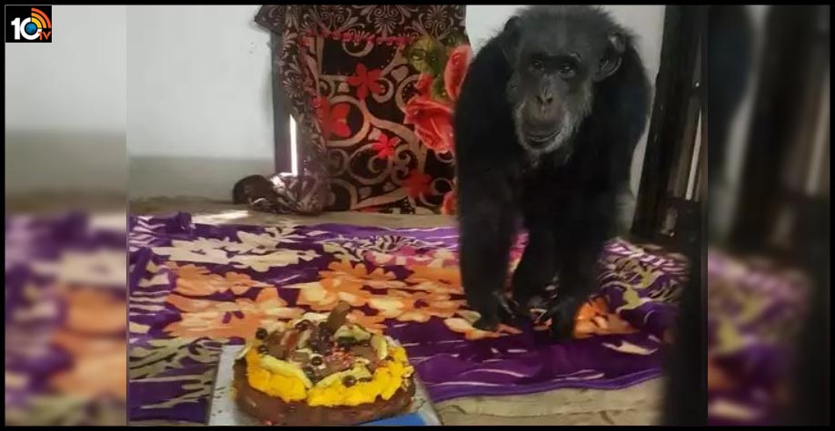 suji-chimpanzee-birthday-celebrations-setups-in-hyderabad-nehru-zoo-park
