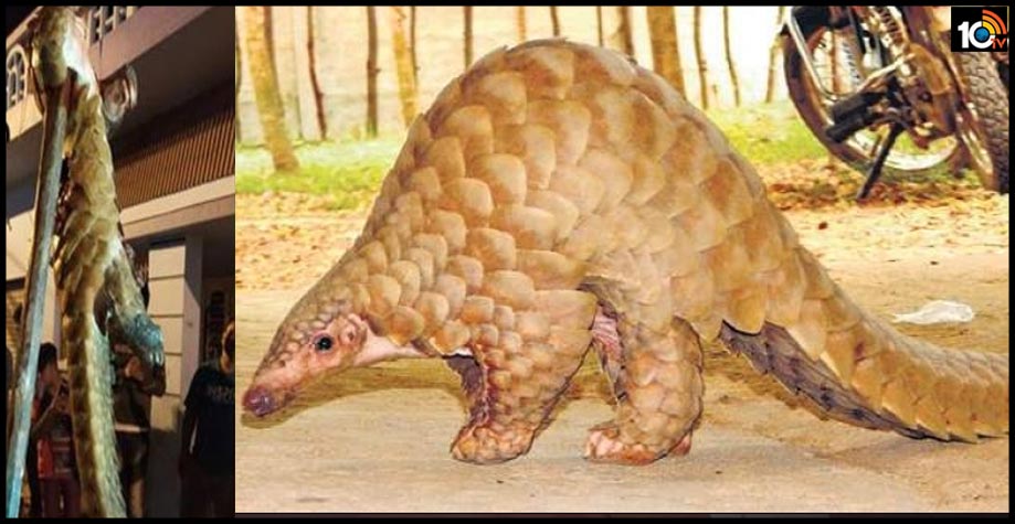 పోకిరీల పైశాచికత్వం..అరుదైన అలుగును చంపి ఇనుపరాడ్కు గుచ్చి..సెల్ఫీలు పోకిరీల పైశాచికత్వం..అరుదైన అలుగును చంపి ఇనుపరాడ్కు గుచ్చి..సెల్ఫీలు