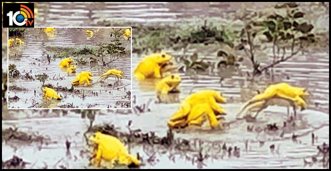 మధ్యప్రదేశ్లో కనువిందు చేస్తున్న ‘గోల్డెన్ ఫ్రాగ్స్’..చాలా ఏళ్లకు కనిపించాయంటున్న సైంటిస్టులు మధ్యప్రదేశ్లో కనువిందు చేస్తున్న ‘గోల్డెన్ ఫ్రాగ్స్’..చాలా ఏళ్లకు కనిపించాయంటున్న సైంటిస్టులు